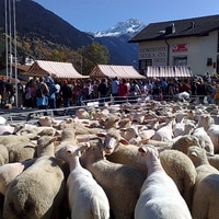 sheeps in savognin