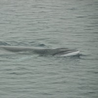 a living whale