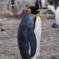 a king penguin