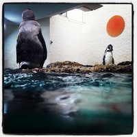 Penguins enjoying their very own sun.