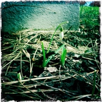 first flower of the year in the garden