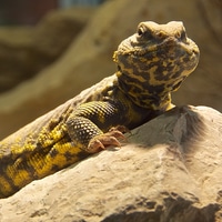 yesterday at the zoo