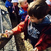 feeding the elephant.