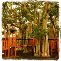 cool playground in a tree