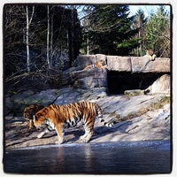 by request of @alainp live from the Zoo