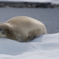 seal
