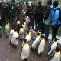 penguin parade at the zoo