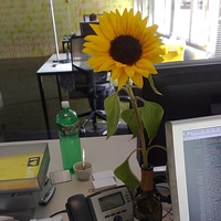 nature in the office