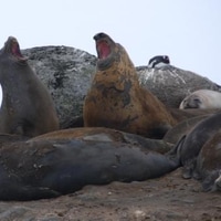 two male elephant seals