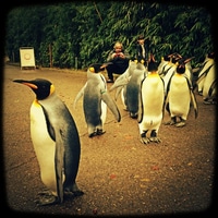 penguin parade