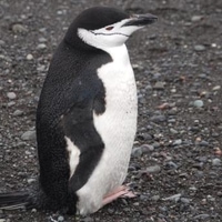 chinstrap penguin