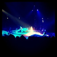 elefants in the circus