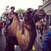 Riding the camel