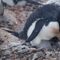 adelie penguin with a little chick