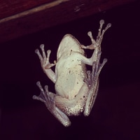 frog on the window ;)