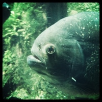 piranha.